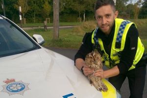 VIDEO - Owl rescued by police returns to the wild