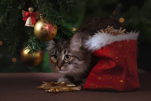 Tips to keep cats safe this Christmas
