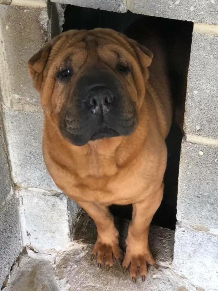 Whinny the female Shar Pei rescue dog