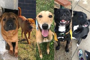 Appeal to find homes for these North Yorkshire rescue dogs
