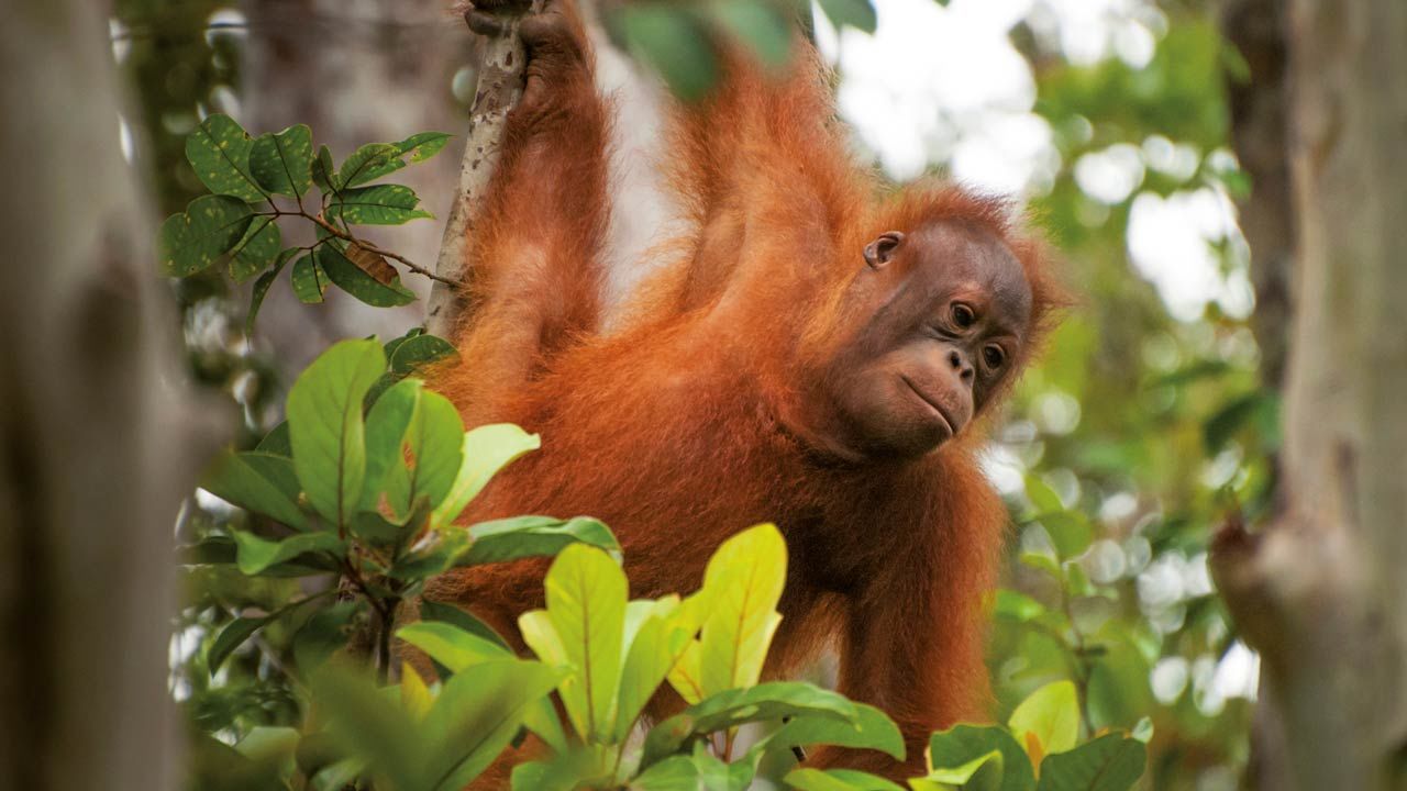 Orangutan in the trees in rainforest in Borneo
