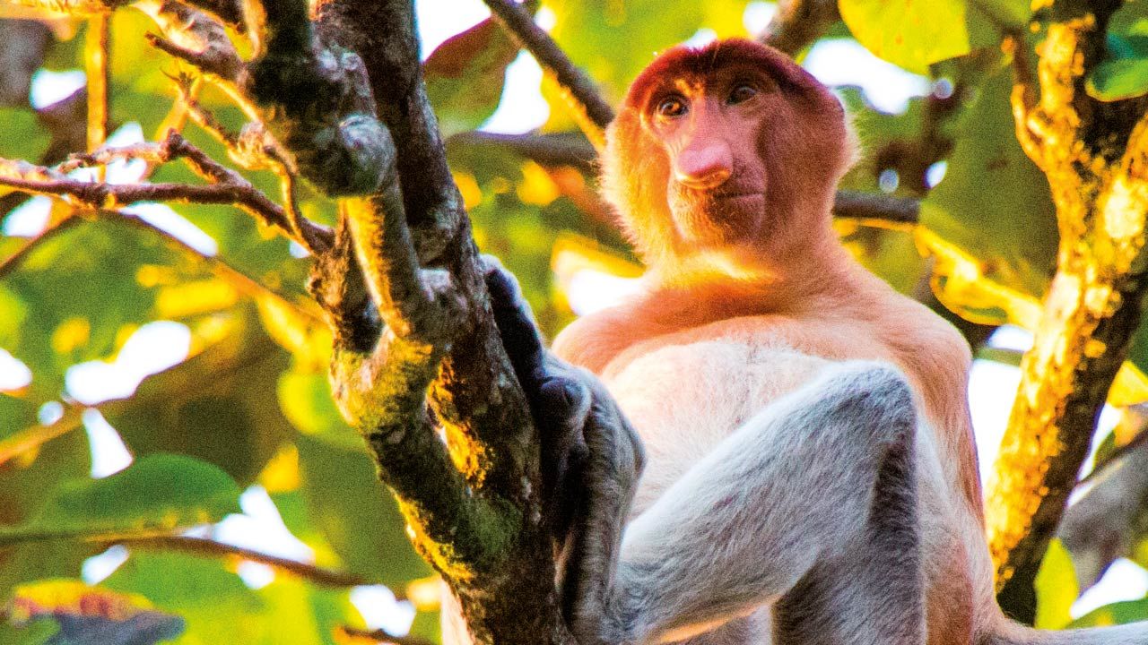 Proboscis Monkey in tree in Borneo rainforest