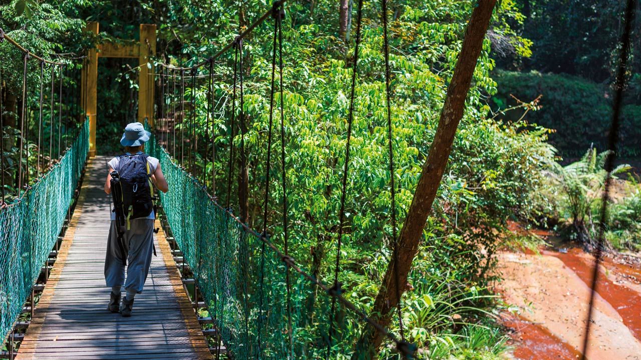 Man on rope bridge in Borneo rainforest