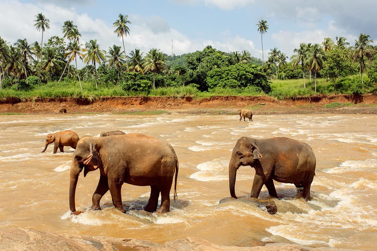 Wild Elephants at Sri Lankas Minneriya National Park