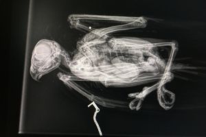 Appeal for information after buzzard found shot in Ryedale&nbsp;