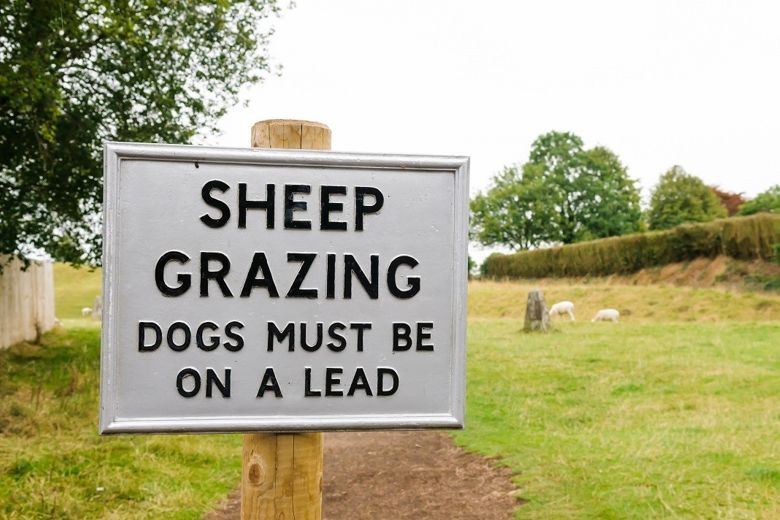 Dog walker warning after livestock attacks&nbsp;in North Yorkshire