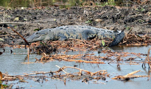 Crocodile bites boy's head and drags him into water 'for 10 minutes'