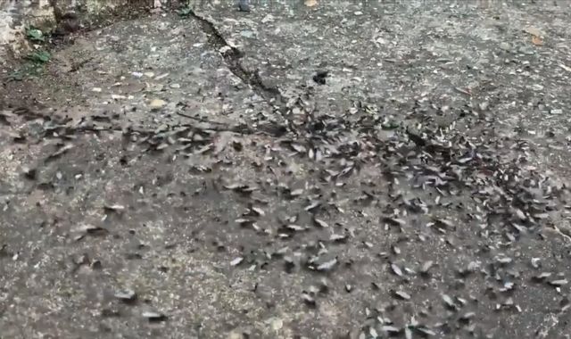 Giant swarm of flying ants spotted from space over UK