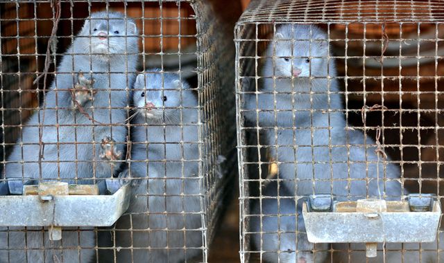 Coronavirus: Nearly 100,000 mink to be culled after outbreak on Spanish farm