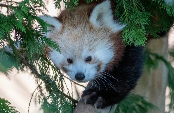 Red Panda at Flamingo Land Resort Yorkshire