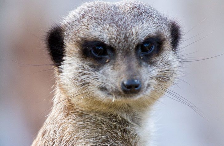 Meerkat at Flamingo Land Resort Yorkshire