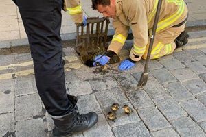 PICTURES: Firefighters in duck rescue drama