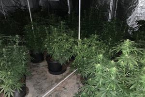 Two men arrested after a cannabis farm was found in Selby