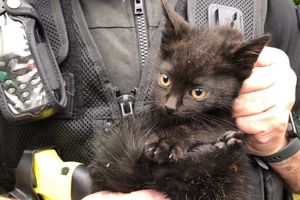 Search goes on for the owner of a kitten that attacked police in York