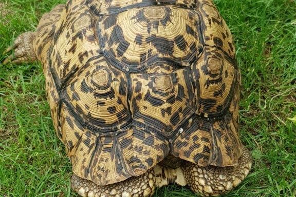 UPDATE - 15-year-old tortoise returned home safely in Malton