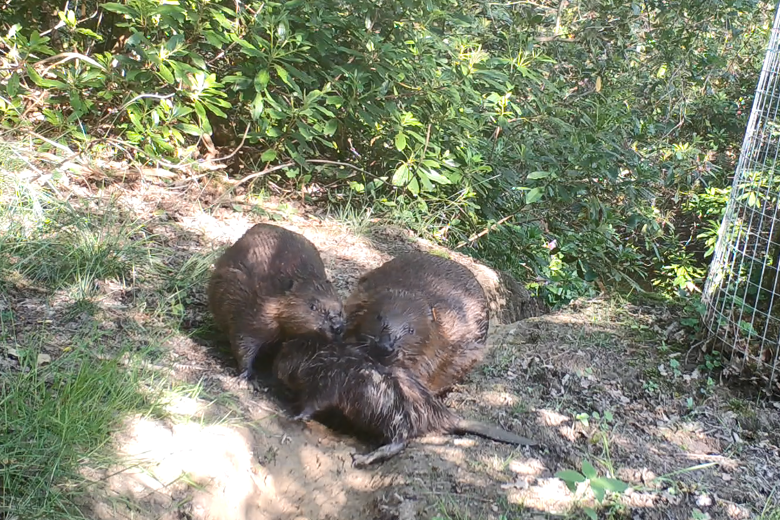 New baby Beaver for Cropton Forest